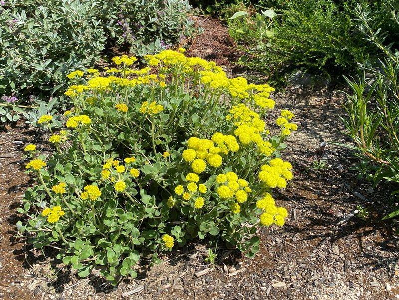 Sulfur Buckwheat