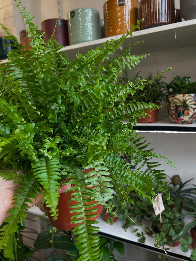 Boston Fern