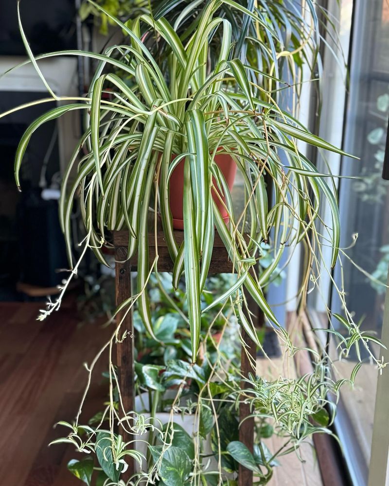 Spider Plant (Chlorophytum comosum)
