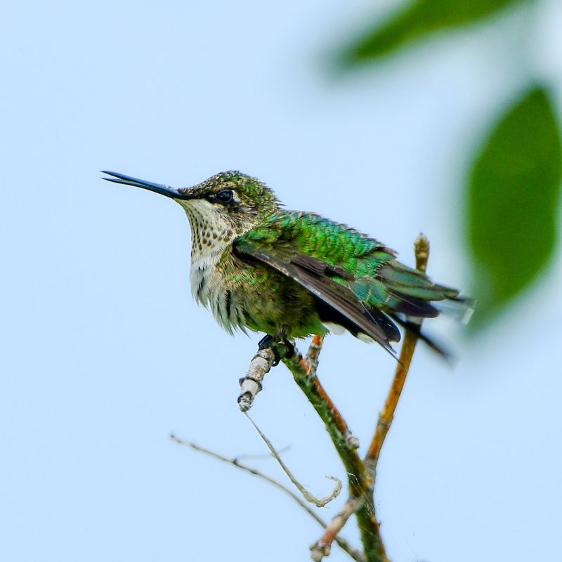 Hummingbird Perches