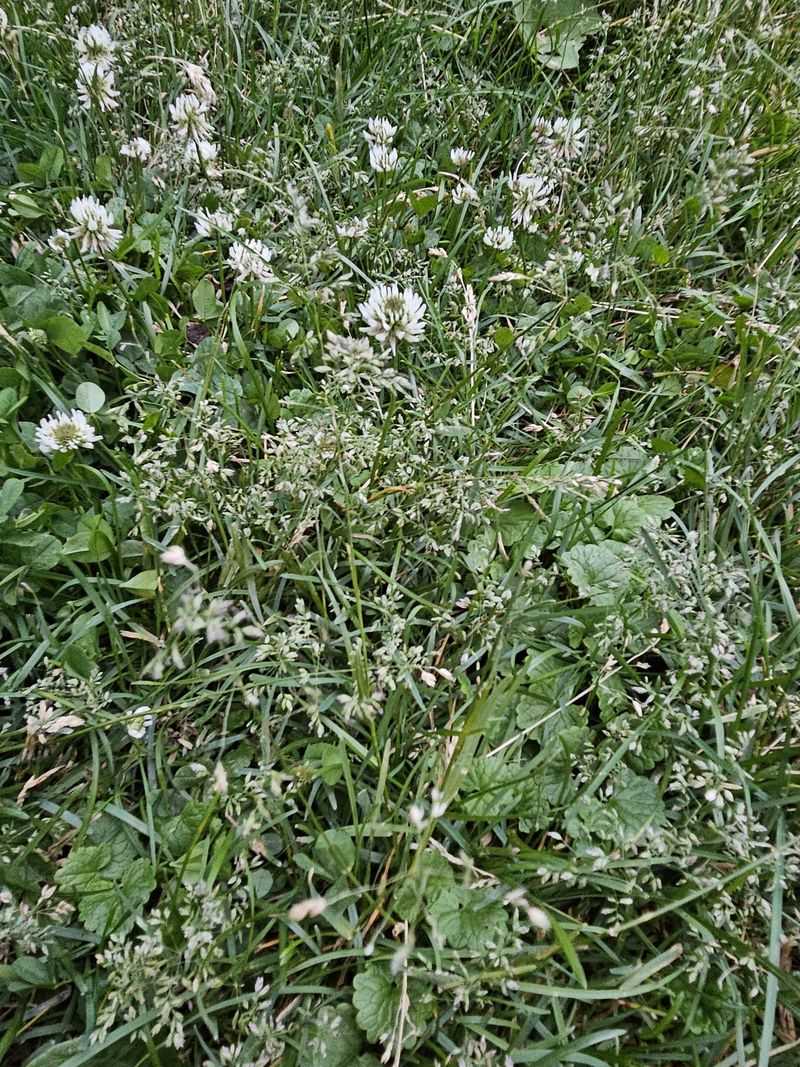 Spring Green-Up Advantage