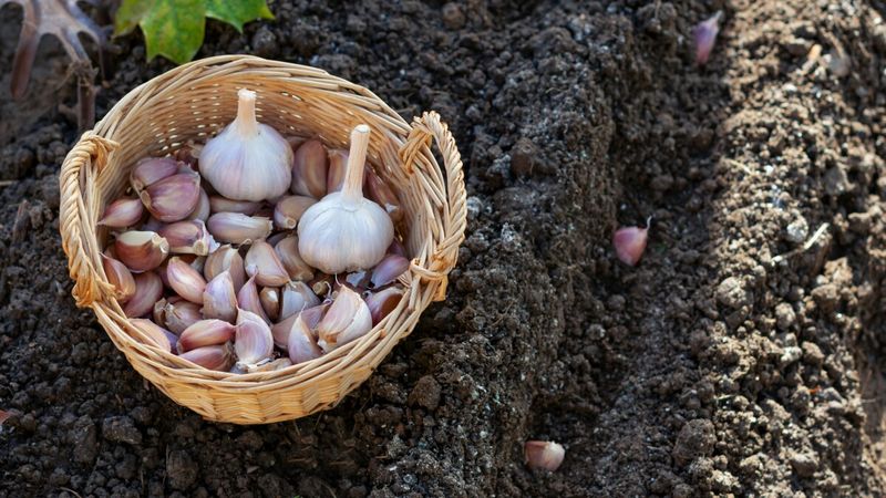 Join Vermont's Garlic Community