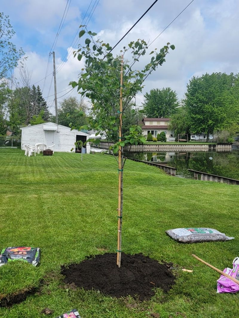 Support Young Trees