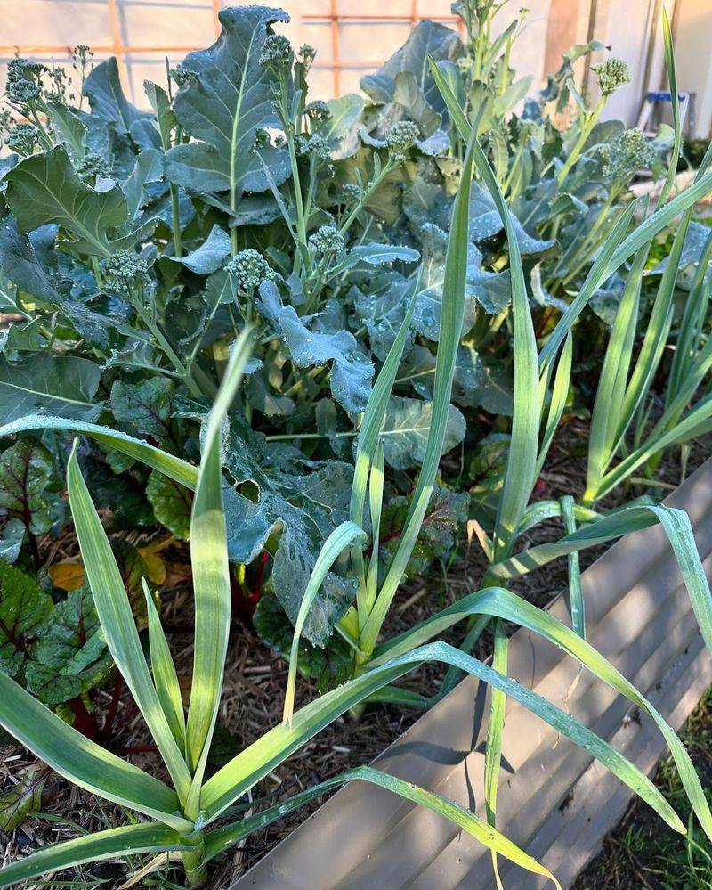 Start Companion Planting Research