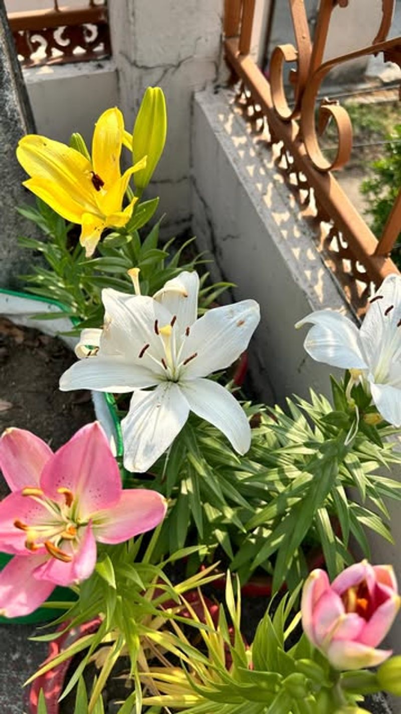 Consider Container Growing