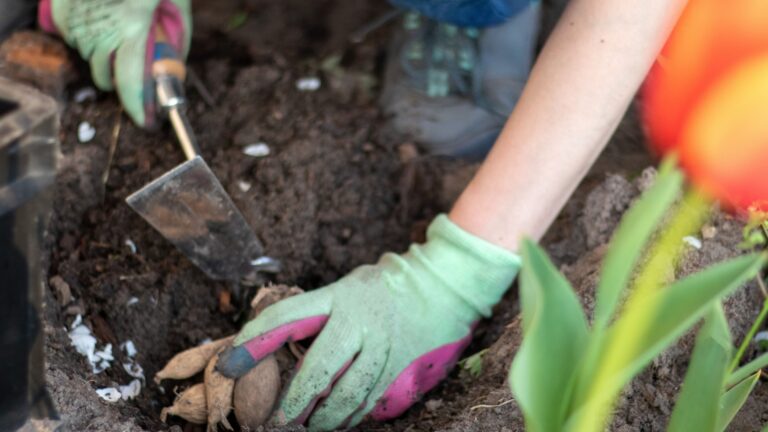 gardener plants a bulb