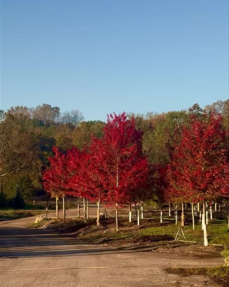 Plant Trees and Shrubs