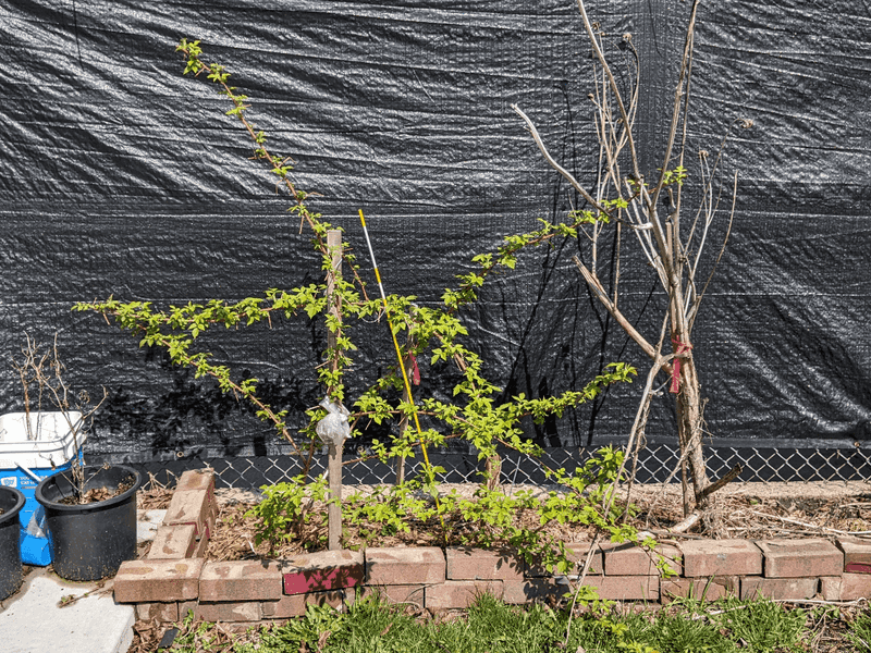 Prune With Purpose