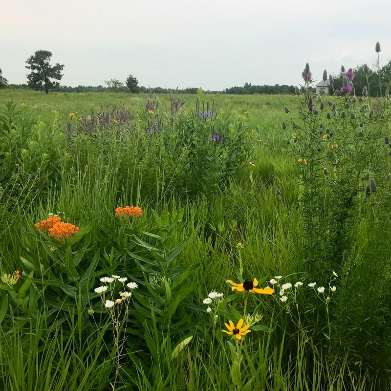 Select Native Plants