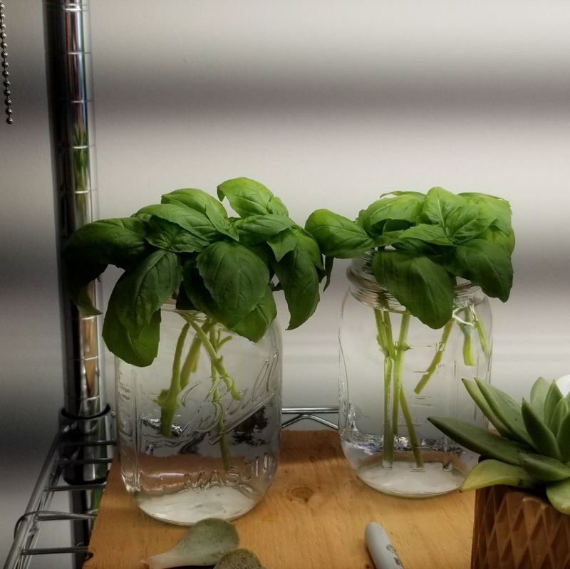 Position Cuttings Correctly