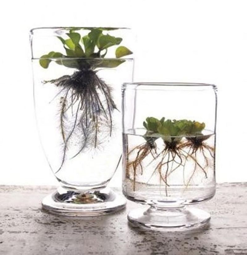 Start With Water Propagation