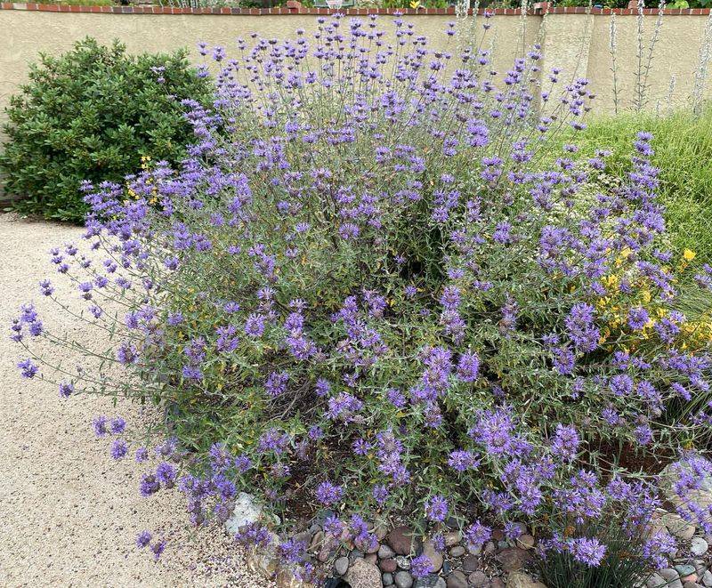 Select Native Salvia Varieties