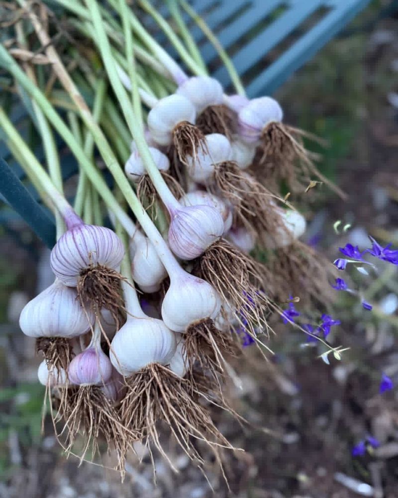 Select Quality Seed Garlic
