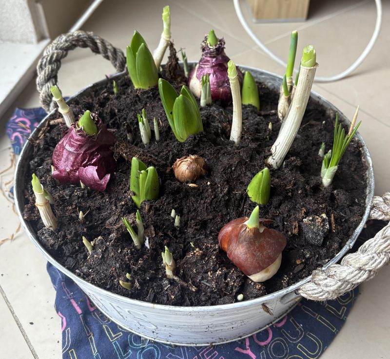 Plant the Bulbs Properly