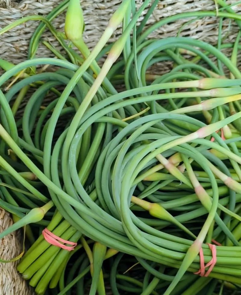 Prepare For Scapes In June