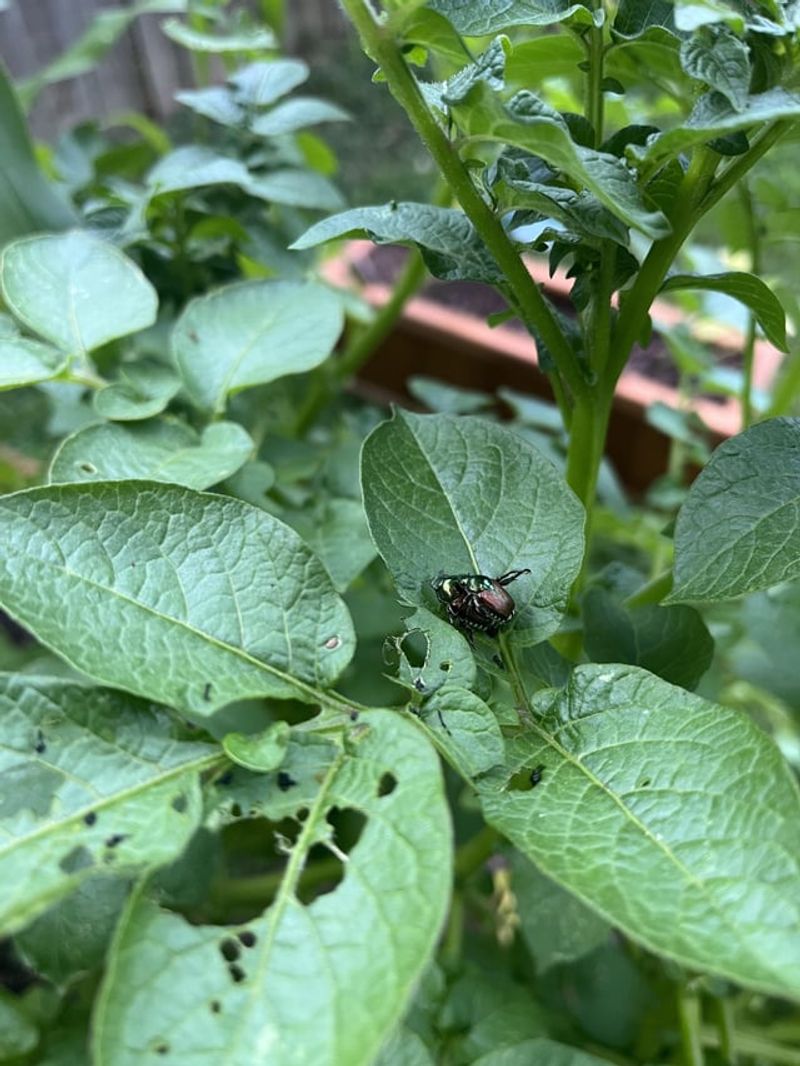 Eliminate Pest Hideouts