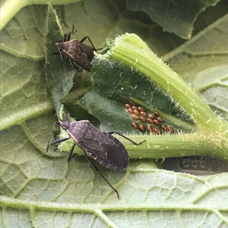 Reducing Pest Habitats