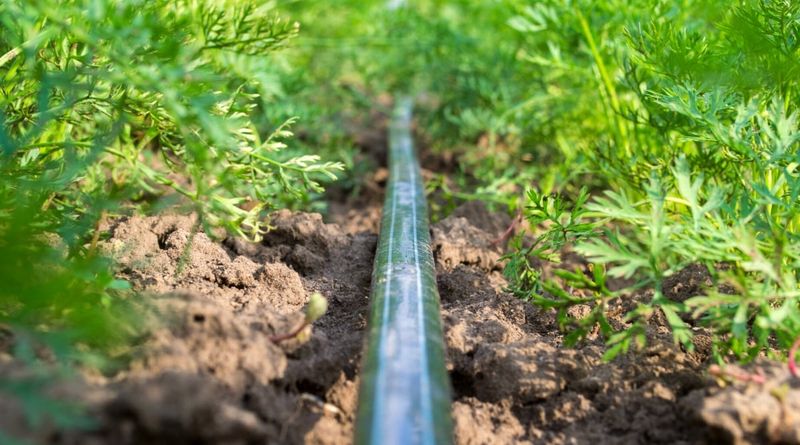 Integrating Drip Irrigation Into Native Plant Borders