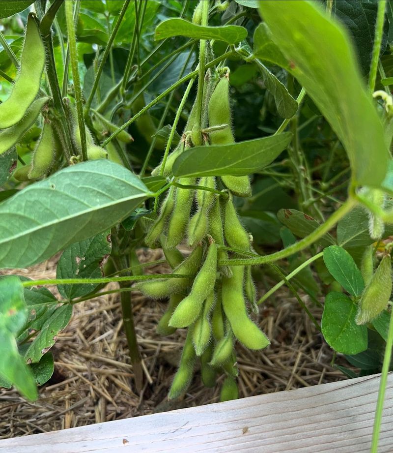 Legume Success Among Failures