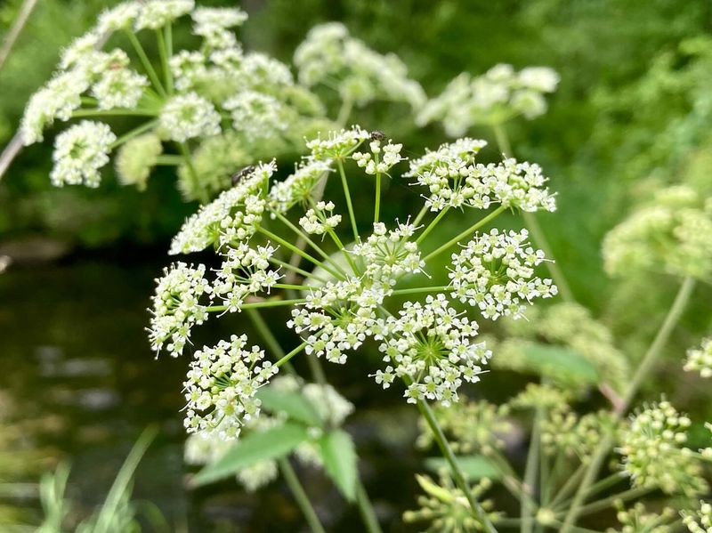 Hairy Yarrow
