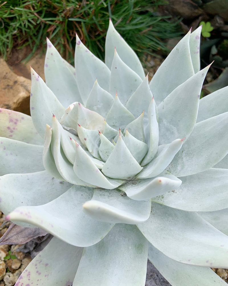 Chalk Dudleya