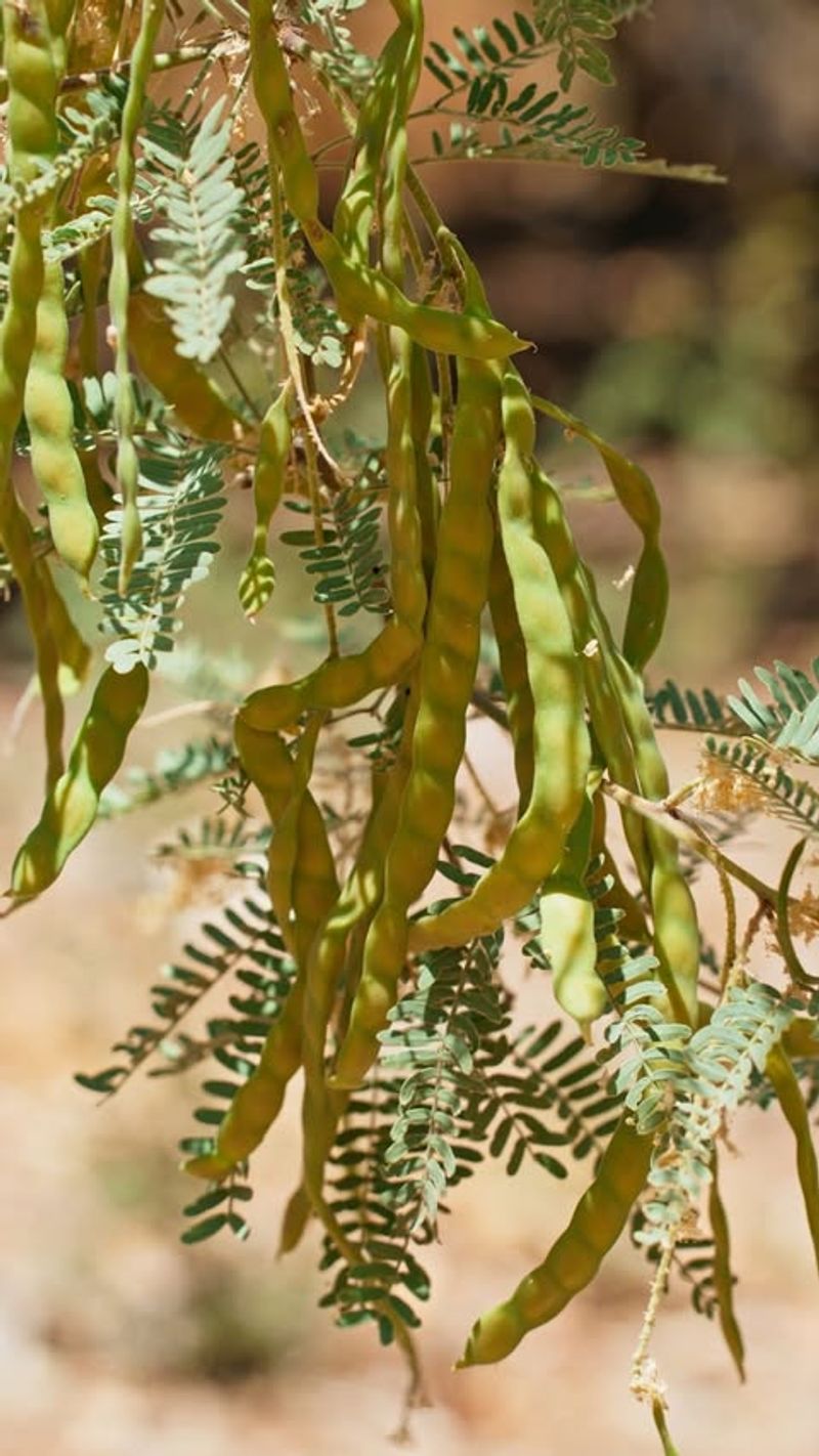 Mesquite Trees