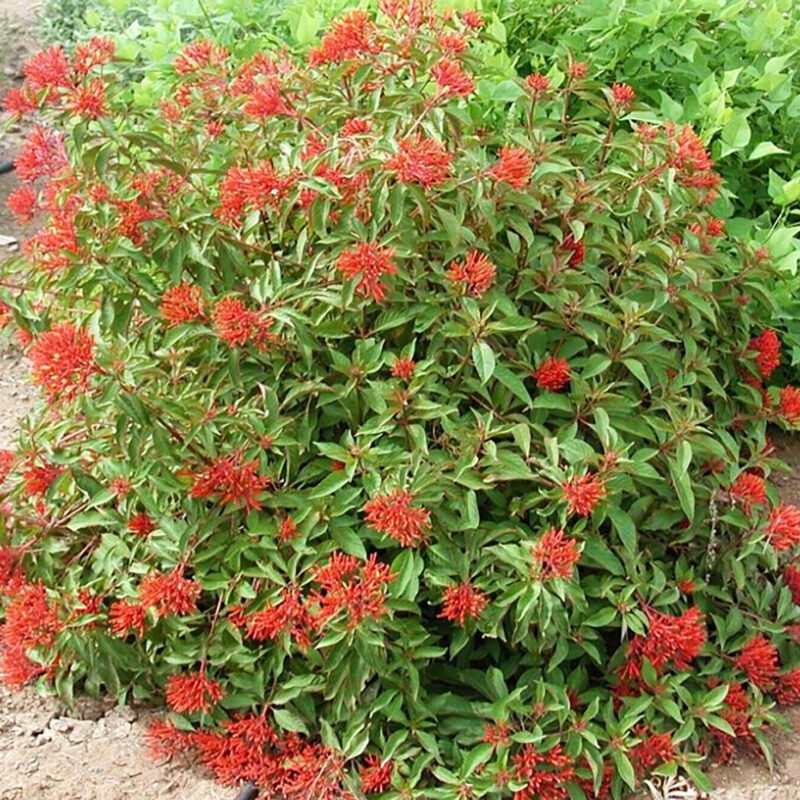 Firecracker Bush: Explosive Color Display
