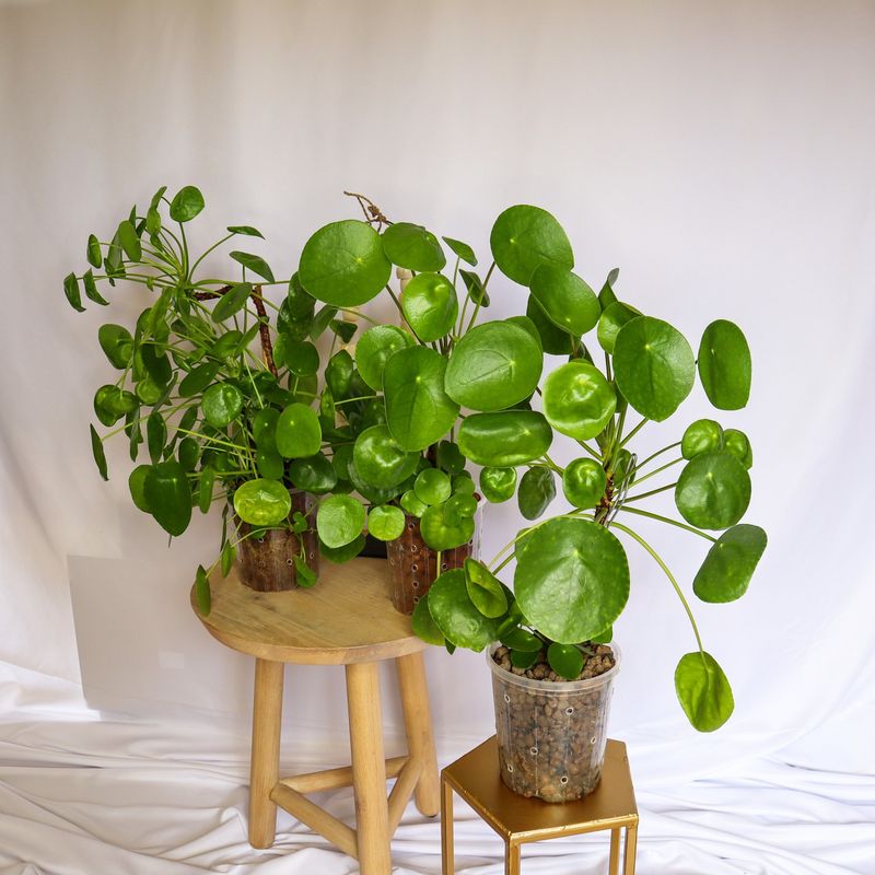 Chinese Money Plant (Pilea peperomioides)