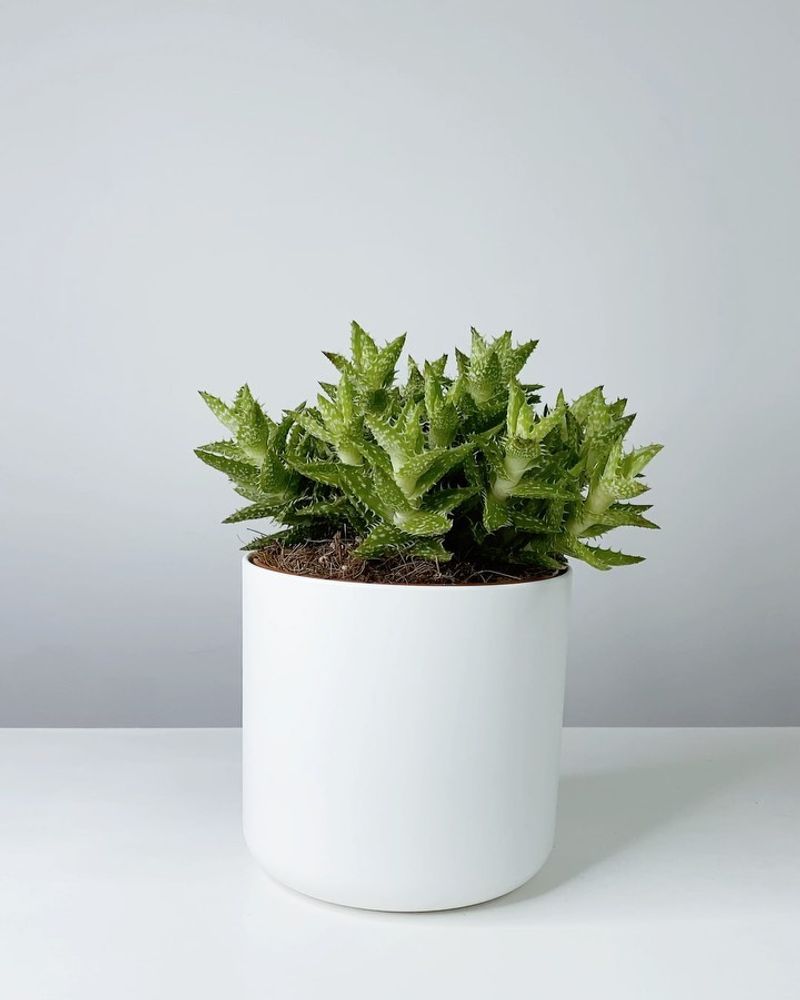 Aloe Juvenna (Tiger Tooth Aloe)
