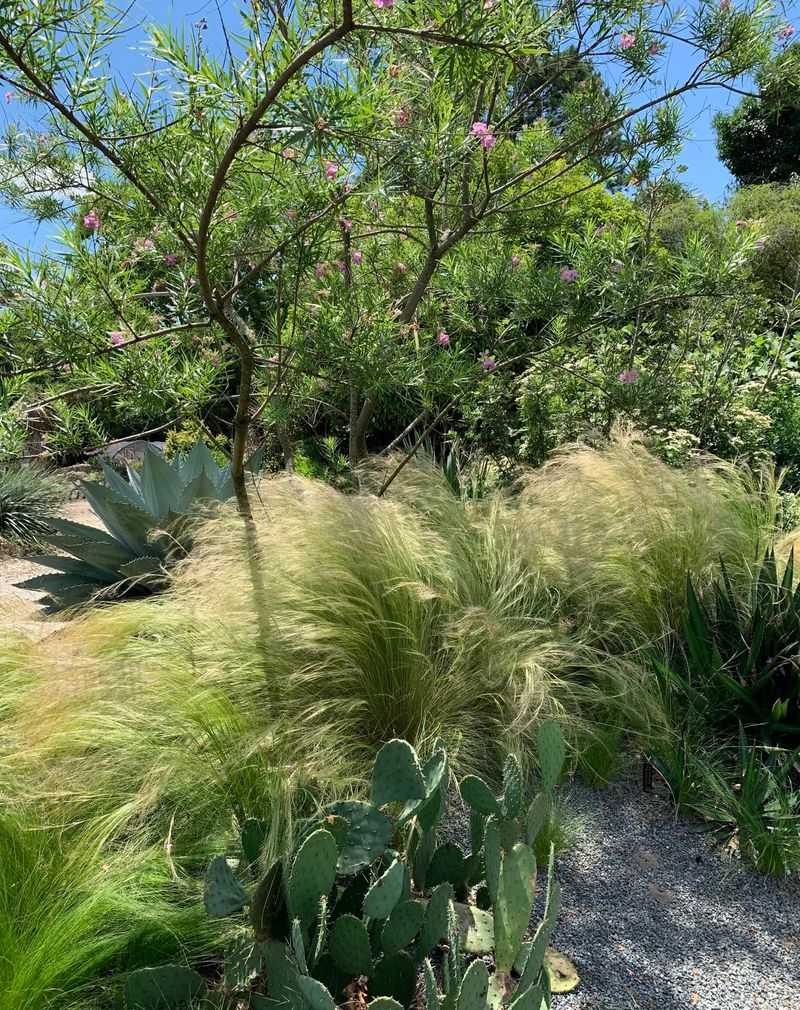 Mexican Feather Grass