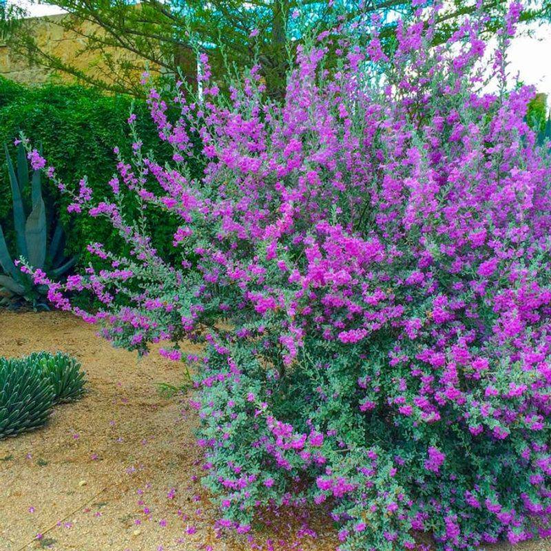 Texas Sage's Unexpected Vertical Growth