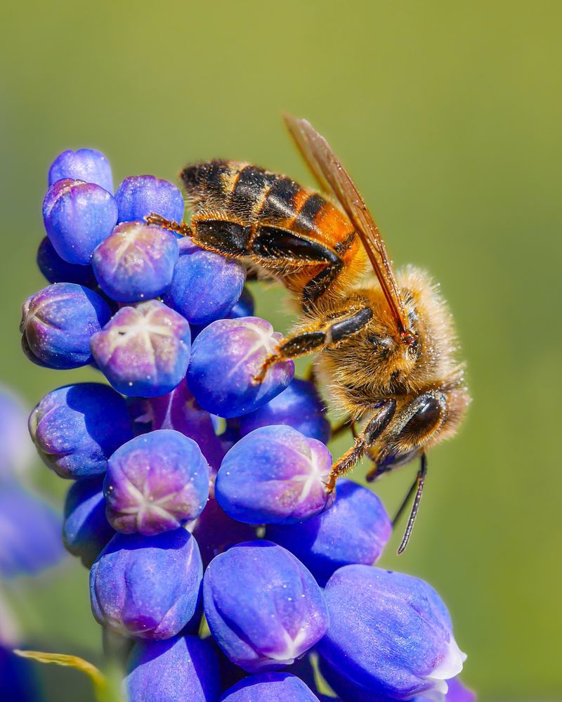 Muscari