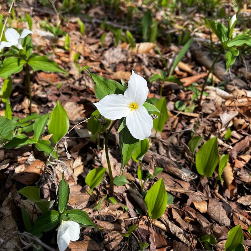 Trillium Treasures Detest August Disturbance