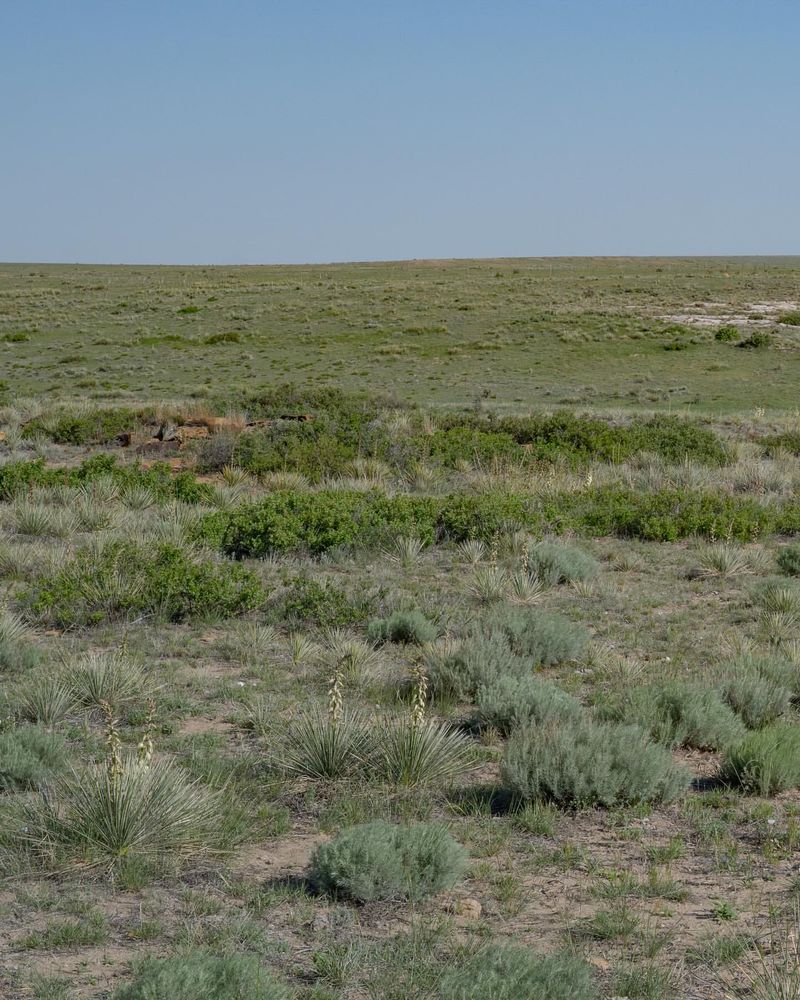 Sand Sagebrush