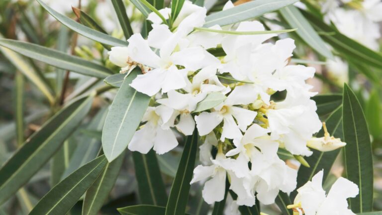 Oleander (Nerium oleander)