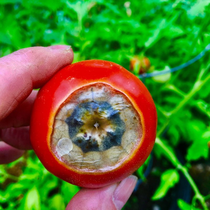Blossom End Rot On Tomatoes