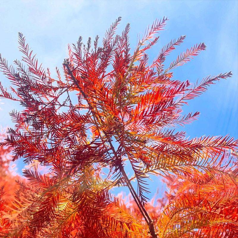 Hardy Bald Cypress