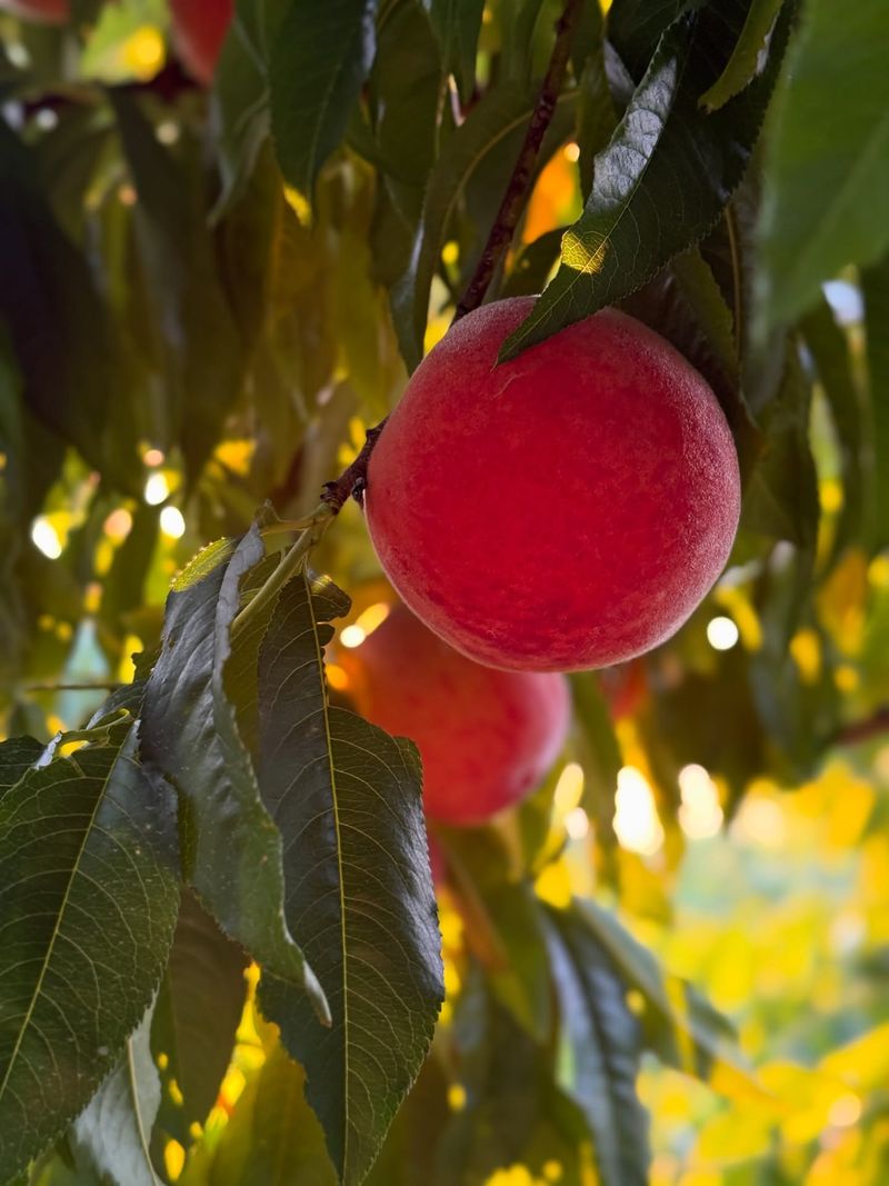 Sweet-Tart Peaches