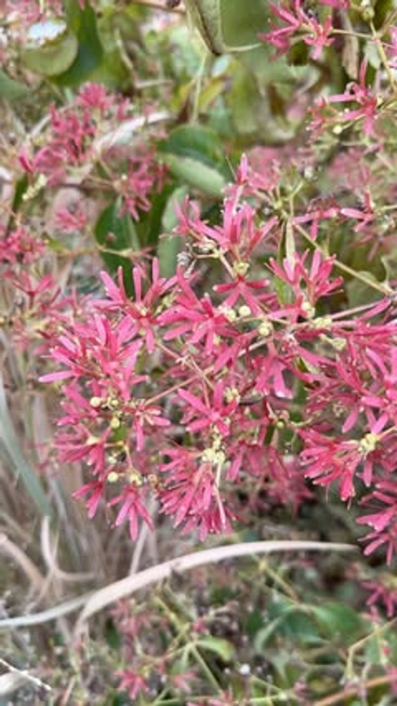 Vibrant Berry-Like Fruits