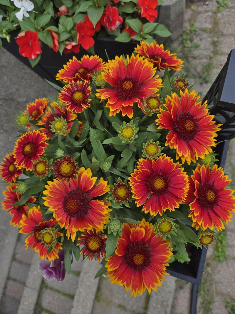 Enhance Fall Perennial Growth