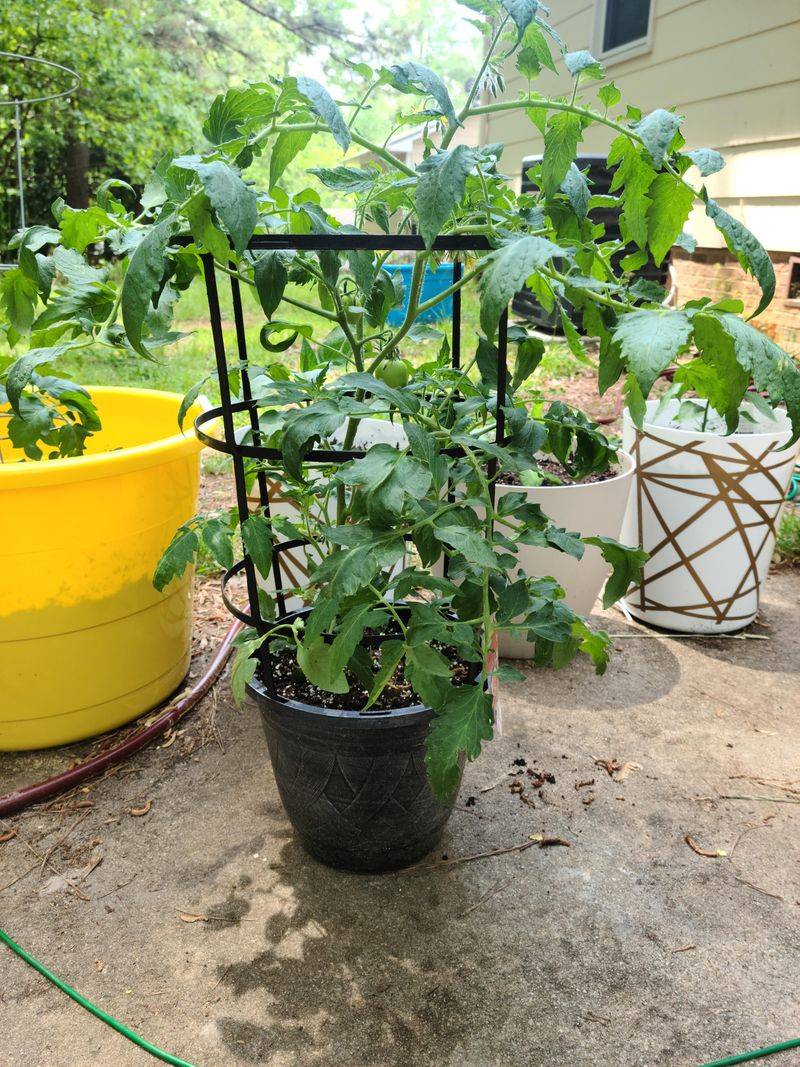 Grow Determinate Types