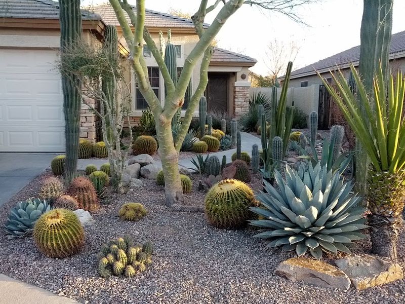 Mix In Desert Companion Plants