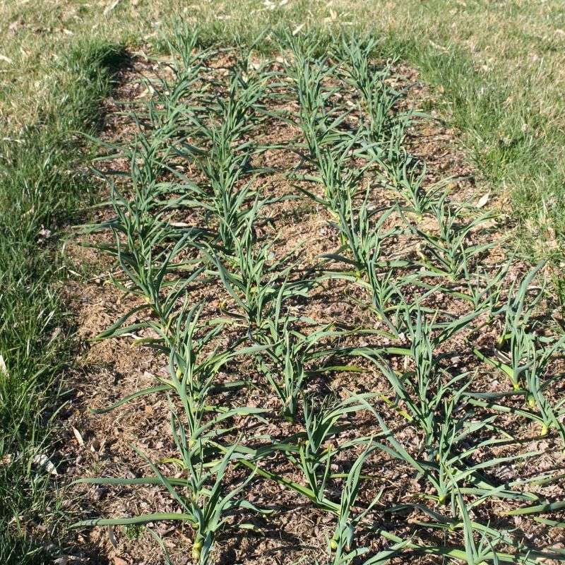 Monitor Fall Growth