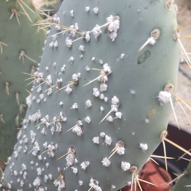 Manage Pests The Desert Way