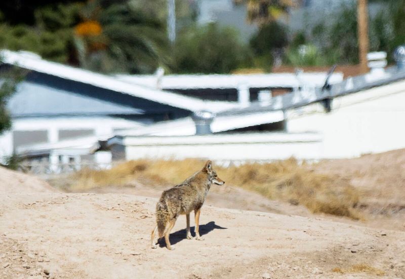 Report Repeated Sightings To Nevada Wildlife Services