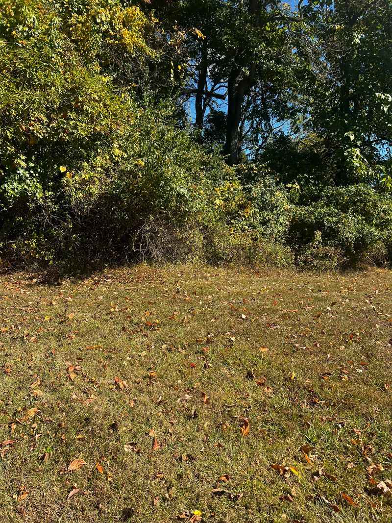 Clear Dense Vegetation