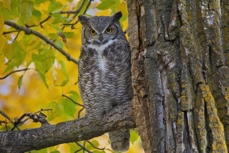 Photography Great Horned Owl