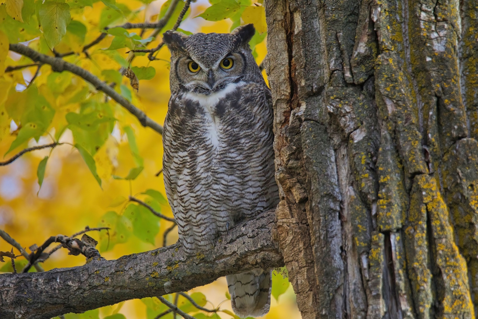 Protected Creatures You Can’t Remove From Your Yard In New Jersey