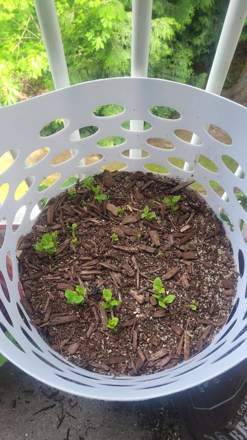 Community Garden Adaptability