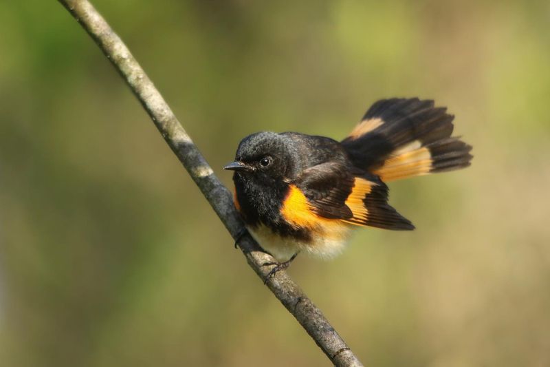 American Redstart